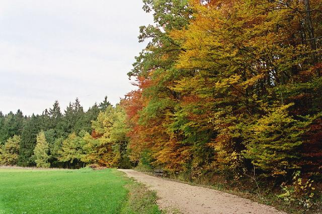 Autumn Forest